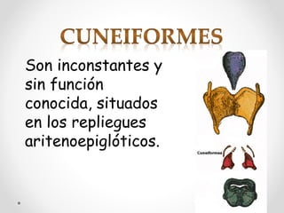 Son inconstantes y
sin función
conocida, situados
en los repliegues
aritenoepiglóticos.
 