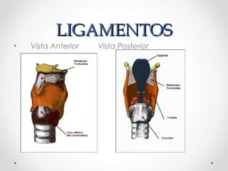 LIGAMENTOSLIGAMENTOS
• Vista Anterior Vista Posterior
 