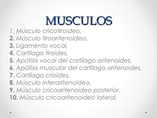 MUSCULOSMUSCULOS
1. Músculo cricotiroideo,
2. Músculo tiroaritenoideo,
3. Ligamento vocal,
4. Cartílago tiroides,
5. Apófisis vocal del cartílago aritenoides,
6. Apófisis muscular del cartílago aritenoides,
7. Cartílago crioides,
8. Músculo interaritenoideo,
9. Músculo cricoaritenoideo posterior,
10. Músculo cricoaritenoideo lateral.
 