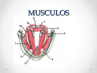 MUSCULOSMUSCULOS
 