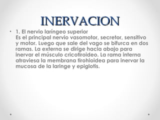 INERVACIONINERVACION
• 1. El nervio laríngeo superior
Es el principal nervio vasomotor, secretor, sensitivo
y motor. Luego que sale del vago se bifurca en dos
ramas. La externa se dirige hacia abajo para
inervar el músculo cricotiroideo. La rama interna
atraviesa la membrana tirohioidea para inervar la
mucosa de la laringe y epiglotis.
 