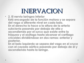 INERVACIONINERVACION
• 2. El nervio laríngeo inferior
Está encargado de la función motora y se separa
del vago a diferente nivel en cada lado.
En el derecho lo hace a la altura de la arteria
subclavia pasando por debajo de ella y
ascendiendo por el surco que existe entre la
tráquea y el esófago hasta alcanzar el cartílago
cricoides dividiéndose en dos ramas: anterior y
posterior.
En el lado izquierdo se separa del vago en el cruce
con el cayado aórtico pasando por debajo de él y
ascendiendo hasta la laringe.
 
