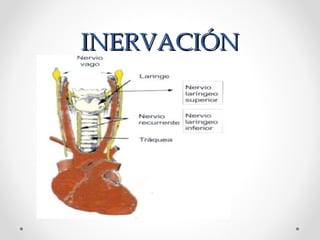INERVACIÓNINERVACIÓN
 
