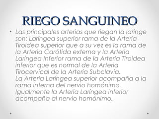 RIEGO SANGUINEORIEGO SANGUINEO
• Las principales arterias que riegan la laringe
son: Laríngea superior rama de la Arteria
Tiroidea superior que a su vez es la rama de
la Arteria Carótida externa y la Arteria
Laríngea Inferior rama de la Arteria Tiroidea
inferior que es normal de la Arteria
Tirocervical de la Arteria Subclavia.
La Arteria Laríngea superior acompaña a la
rama interna del nervio homónimo.
Igualmente la Arteria Laríngea inferior
acompaña al nervio homónimo.
 