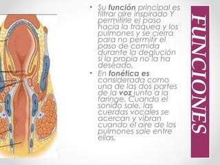 • Su función principal es
filtrar aire inspirado Y
permitirle el paso
hacia la tráquea y los
pulmones y se cierra
para no permitir el
paso de comida
durante la deglución
si la propia no la ha
deseado.
• En fonética es
considerada como
una de las dos partes
de la voz junto a la
faringe. Cuando el
sonido sale, las
cuerdas vocales se
acercan y vibran
cuando el aire de los
pulmones sale entre
ellas.
FUNCIONES
 