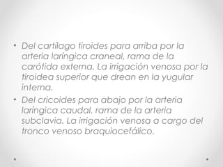 • Del cartílago tiroides para arriba por la
arteria laríngica craneal, rama de la
carótida externa. La irrigación venosa por la
tiroidea superior que drean en la yugular
interna.
• Del cricoides para abajo por la arteria
laríngica caudal, rama de la arteria
subclavia. La irrigación venosa a cargo del
tronco venoso braquiocefálico.
 