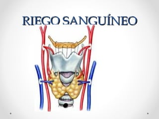 RIEGO SANGUÍNEORIEGO SANGUÍNEO
 