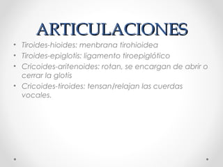 ARTICULACIONESARTICULACIONES
• Tiroides-hioides: menbrana tirohioidea
• Tiroides-epiglotis: ligamento tiroepiglótico
• Cricoides-aritenoides: rotan, se encargan de abrir o
cerrar la glotis
• Cricoides-tiroides: tensan/relajan las cuerdas
vocales.
 