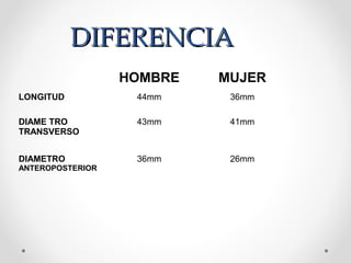 DIFERENCIADIFERENCIA
HOMBRE MUJER
LONGITUD 44mm 36mm
DIAME TRO
TRANSVERSO
43mm 41mm
DIAMETRO
ANTEROPOSTERIOR
36mm 26mm
 