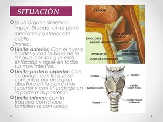 Es un órgano simétrico,
impar. Situada en la parte
mediana y anterior del
cuello.
Limites :
Límite anterior: Con el hueso
hioides y con la base de la
lengua, con los que está
enlazada y sigue en todos
sus movimientos.
Límite postero superior: Con
la faringe, con la que se
comunica por una gran
abertura en la parte más
superior y con el esófago en
la parte más posterior.
Límite inferior: con la
tráquea con la que
también se comunica
SITUACIÓN
 