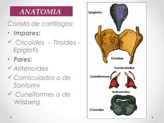 Consta de cartílagos:
• Impares:
 Cricoides - Tiroides -
Epiglotis
• Pares: 
Aritenoides
Corniculados o de
Santorini
 Cuneiformes o de
Wrisberg
ANATOMIA
 