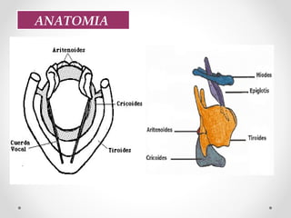 ANATOMIA
 