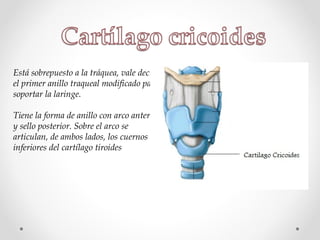 Está sobrepuesto a la tráquea, vale decir
el primer anillo traqueal modificado para
soportar la laringe.
Tiene la forma de anillo con arco anterior
y sello posterior. Sobre el arco se
articulan, de ambos lados, los cuernos
inferiores del cartílago tiroides
 