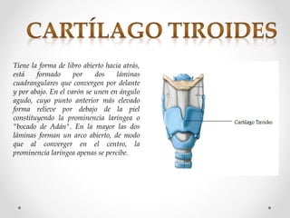 Tiene la forma de libro abierto hacia atrás,
está formado por dos láminas
cuadrangulares que convergen por delante
y por abajo. En el varón se unen en ángulo
agudo, cuyo punto anterior más elevado
forma relieve por debajo de la piel
constituyendo la prominencia laríngea o
"bocado de Adán". En la mayor las dos
láminas forman un arco abierto, de modo
que al converger en el centro, la
prominencia laríngea apenas se percibe.
 