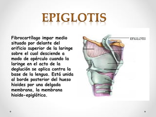Fibrocartílago impar medio
situado por delante del
orificio superior de la laringe
sobre el cual desciende a
modo de opérculo cuando la
laringe en el acto de la
deglución se aplica contra la
base de la lengua. Está unida
al borde posterior del hueso
hioides por una delgada
membrana, la membrana
hioido-epiglótica.
 