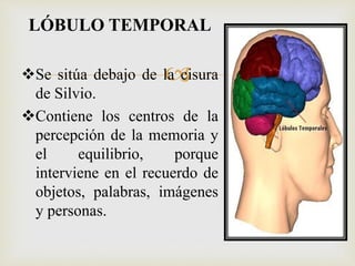 
En la parte superior, cerca del límite con los
lóbulos frontal y parietal, están los centros
nerviosos que controlan la...