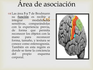 
 El área 17 de Brodmann
corresponde al giro calcarino
(llamadas fisuras, cisuras o
surcos), en la corteza occipital. Su...