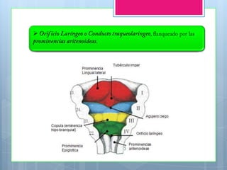 Sentenial Desarrollo embrionario | PPTX