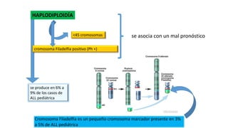 Cromosoma Filadelfia es un pequeño cromosoma marcador presente en 3%
a 5% de ALL pediátrica
HAPLODIPLOIDÍA
se asocia con un mal pronóstico
<45 cromosomas
cromosoma Filadelfia positivo (Ph +)
se produce en 6% a
9% de los casos de
ALL pediátrica
 