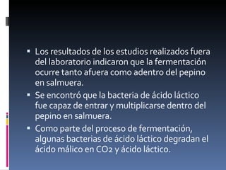 Los resultados de los estudios realizados fuera del laboratorio indicaron que la fermentación ocurre tanto afuera como adentro del pepino en salmuera. Se encontró que la bacteria de ácido láctico fue capaz de entrar y multiplicarse dentro del pepino en salmuera. Como parte del proceso de fermentación, algunas bacterias de ácido láctico degradan el ácido málico en CO2 y ácido láctico. 