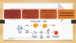 Fisiopatología
Factores ambientales en
la célula  daña su
ADN  muerte celular
(apoptosis).
Elementos internos de la
célula (citoplasma, núcleo,
ADN, histonas y proteínas)
pasan al espacio
extracelular y torrente
circulatorio.
- Células plasmáticas las
reconoce antígenos.
- Se producen
autoanticuerpos para
atacarlas.
Anticuerpos
antinucleares
Mayra Paulina Martínez-Godoy, y cols, Lupus Eritematoso Generalizado: Características Generales, Inmunopatogenia y Antígenos de
Relevancia, 2012
 