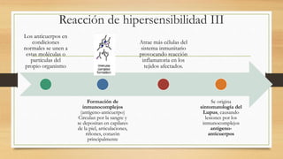 Reacción de hipersensibilidad III
Los anticuerpos en
condiciones
normales se unen a
estas moléculas o
partículas del
propio organismo
Formación de
inmunocomplejos
(antígeno-anticuerpo)
Circulan por la sangre y
se depositan en capilares
de la piel, articulaciones,
riñones, corazón
principalmente
Atrae más células del
sistema inmunitario
provocando reacción
inflamatoria en los
tejidos afectados.
Se origina
sintomatología del
Lupus, causando
lesiones por los
inmunocomplejos
antígeno-
anticuerpos
 