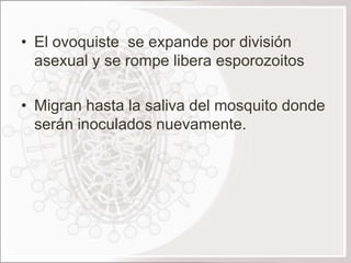 • El ovoquiste se expande por división
  asexual y se rompe libera esporozoitos

• Migran hasta la saliva del mosquito donde
  serán inoculados nuevamente.
 