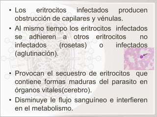 • Los eritrocitos infectados producen
  obstrucción de capilares y vénulas.
• Al mismo tiempo los eritrocitos infectados
  se adhieren a otros eritrocitos         no
  infectados      (rosetas)   o   infectados
  (aglutinación).

• Provocan el secuestro de eritrocitos que
  contiene formas maduras del parasito en
  órganos vitales(cerebro).
• Disminuye le flujo sanguíneo e interfieren
  en el metabolismo.
 