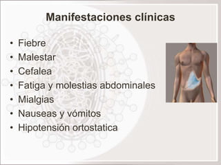 Manifestaciones clínicas

•   Fiebre
•   Malestar
•   Cefalea
•   Fatiga y molestias abdominales
•   Mialgias
•   Nauseas y vómitos
•   Hipotensión ortostatica
 