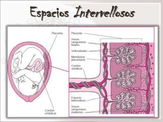 Espacios Intervellosos
 