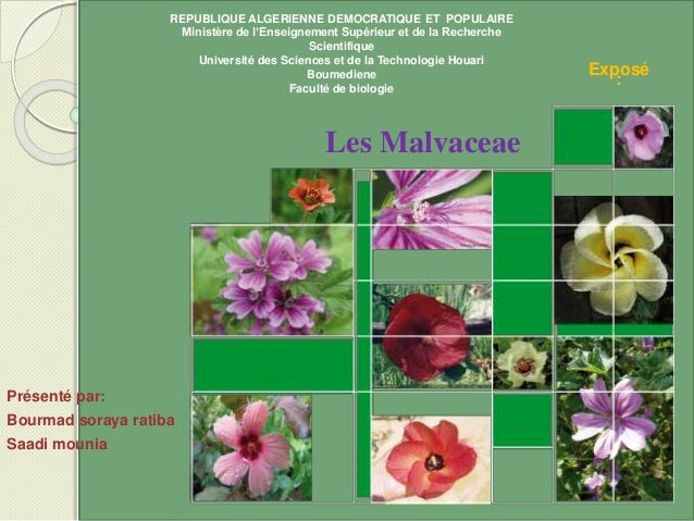 FAMILLE MALVACEAE PDF DOWNLOAD FAMILLE MALVACEAE PDF DOWNLOAD