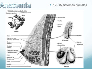  3 Tipos de tejido:
- Glandular, de tipo nódulo-
alveolar que produce
leche
- Conectivo, que conecta
los lóbulos
- Adiposo, que ocupa los
espacios interlobulares
 12- 15 sistemas ductales
 40 lóbulos
 10 a 100 acinos
productores de leche
 Conductos terminales
 Conductos colectores
 Seno lactífero
 