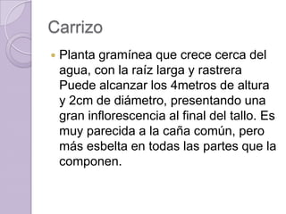 CarrizoPlanta gramínea que crece cerca del agua, con la raíz larga y rastrera Puede alcanzar los 4metros de altura y 2cm de diámetro, presentando una gran inflorescencia al final del tallo. Es muy parecida a la caña común, pero más esbelta en todas las partes que la componen. 