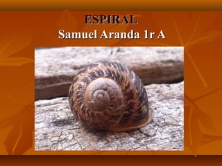 ESPIRAL
Samuel Aranda 1r A
 