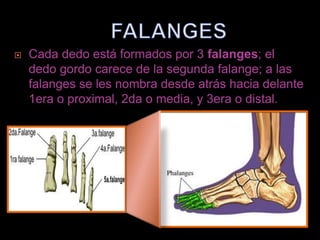    Cada dedo está formados por 3 falanges; el
    dedo gordo carece de la segunda falange; a las
    falanges se les nombra desde atrás hacia delante
    1era o proximal, 2da o media, y 3era o distal.
 