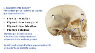 • F ronto - Max ilar
• Cigomática - temp oral
• Cigomática - Max ilar
• P terigop alatin a
El desplazamiento dirigido y
vehiculizado por un “sistema de suturas”
que rodean al maxilar:
Llamado por Sicher complejo
Circunmaxilar; muestra que estas
orientadas hacia adelante y abajo.
La actividad sutural desplazara secundariamente
al maxilar hacia adelante y abajo.
 