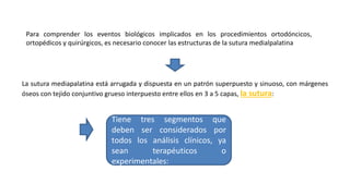 Para comprender los eventos biológicos implicados en los procedimientos ortodóncicos,
ortopédicos y quirúrgicos, es necesario conocer las estructuras de la sutura medialpalatina
La sutura mediapalatina está arrugada y dispuesta en un patrón superpuesto y sinuoso, con márgenes
óseos con tejido conjuntivo grueso interpuesto entre ellos en 3 a 5 capas, la sutura:
Tiene tres segmentos que
deben ser considerados por
todos los análisis clínicos, ya
sean terapéuticos o
experimentales:
 