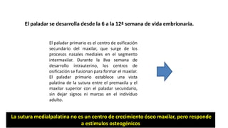 El paladar se desarrolla desde la 6 a la 12ª semana de vida embrionaria.
El paladar primario es el centro de osificación
secundario del maxilar, que surge de los
procesos nasales mediales en el segmento
intermaxilar. Durante la 8va semana de
desarrollo intrauterino, los centros de
osificación se fusionan para formar el maxilar.
El paladar primario establece una vista
palatina de la sutura entre el premaxila y el
maxilar superior con el paladar secundario,
sin dejar signos ni marcas en el individuo
adulto.
La sutura medialpalatina no es un centro de crecimiento óseo maxilar, pero responde
a estímulos osteogénicos
 