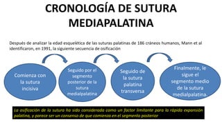 CRONOLOGÍA DE SUTURA
MEDIAPALATINA
Después de analizar la edad esquelética de las suturas palatinas de 186 cráneos humanos, Mann et al
identificaron, en 1991, la siguiente secuencia de osificación
La osificación de la sutura ha sido considerada como un factor limitante para la rápida expansión
palatina, y parece ser un consenso de que comienza en el segmento posterior
Comienza con
la sutura
incisiva
Seguido por el
segmento
posterior de la
sutura
medialpalatina
Seguido de
la sutura
palatina
transversa
Finalmente, le
sigue el
segmento medio
de la sutura
medialpalatina.
 