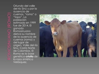 Oriundo del valle
del río Sinú y por la
ausencia de
cuernos, “romo” o
“topo”. La
población
estimada en 1999
fue de 2014. El
ganado
Romosinuano
deriva su nombre
de la ausencia de
cuernos (romo) y
del lugar de
origen, Valle del río
Sinú, Costa Norte
de Colombia. El
Romo es la base
genética criolla de
la raza sintética
Velásquez.
 