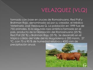 formado con base en cruces de Romosinuano, Red Poll y
Brahman Rojo, denominada así por su creador, el Médico
Veterinario José Velásquez Q. La población en 1999 fue de
755 animales. Es la segunda raza sintética formada en el
país, producto de la hibridación del Romosinuano (25 %),
Red Poll (50 %) y Brahman Rojo (25 %). Se desarrolló en el
trópico cálido del Valle del río Magdalena a 200 msnm, 27
°C, con 75 a 90 % de humedad relativa y 4000 mm de
precipitación anual.
 