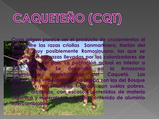 Cuyo origen parece ser el producto de cruzamientos al
azar entre las razas criollas Sanmartinera, Hartón del
Valle y muy posiblemente Romosinuano, las que se
cree fueron las razas llevadas por los colonizadores de
esta región del país. La población actual es inferior a
200 animales. Se desarrolló en la Amazonía
colombiana,      departamento    del    Caquetá.    Las
condiciones imperantes de la región son las del Bosque
Húmedo y muy húmedo Tropical, con suelos pobres,
ácidos, arcillosos, con escasos contenidos de materia
orgánica y minerales y con alto contenido de aluminio
intercambiable.
 