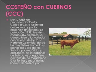    por su lugar de
    procedencia, Costa
    Caribe o Costa Atlántica
    colombiana y por la
    presencia de cuernos. La
    población (1999) fue de
    escasos 416 animales. Se
    adapta bien a las variadas
    condiciones de la Costa
    Norte de Colombia, desde
    las muy fértiles, húmedas y
    planas del Valle del río
    Sinú; las pobres, áridas y
    onduladas, de las sabanas
    de Bolívar; las anegadizas
    del valle del río Magdalena
    ó las fértiles y secas de las
    llanuras de Valledupar.
 