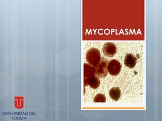MYCOPLASMA




UNIVERSIDAD DEL
    TOLIMA
 