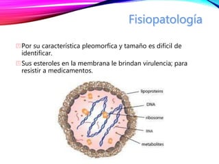 Por su característica pleomorfíca y tamaño es difícil de
identificar.
Sus esteroles en la membrana le brindan virulencia; para
resistir a medicamentos.
 