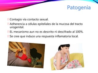 Contagio vía contacto sexual.
Adherencia a células epiteliales de la mucosa del tracto
urogenital.
EL mecanismo aun no es descrito ni descifrado al 100%.
Se cree que induce una respuesta inflamatoria local.
 