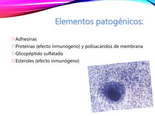 Adhesinas
Proteínas (efecto inmunógeno) y polisacáridos de membrana
Glicopéptido sulfatado
Esteroles (efecto inmunógeno)
 