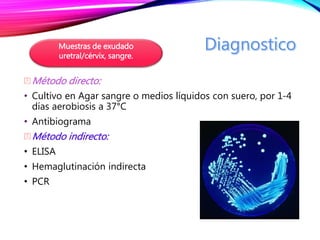Método directo:
• Cultivo en Agar sangre o medios líquidos con suero, por 1-4
días aerobiosis a 37°C
• Antibiograma
Método indirecto:
• ELISA
• Hemaglutinación indirecta
• PCR
Muestras de exudado
uretral/cérvix, sangre.
 