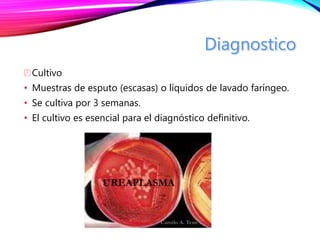 Cultivo
• Muestras de esputo (escasas) o líquidos de lavado faríngeo.
• Se cultiva por 3 semanas.
• El cultivo es esencial para el diagnóstico definitivo.
 