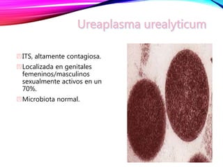 ITS, altamente contagiosa.
Localizada en genitales
femeninos/masculinos
sexualmente activos en un
70%.
Microbiota normal.
 
